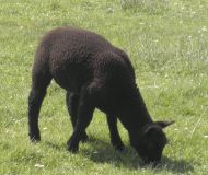 Black sheep - separated from Christ