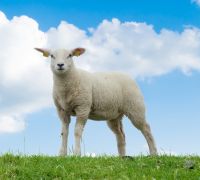 White sheep - transformed by Christ